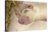 Domestic Pig, Gloucester Old Spot, piglets, sleeping-John Eveson-Stretched Canvas