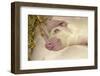 Domestic Pig, Gloucester Old Spot, piglets, sleeping-John Eveson-Framed Photographic Print