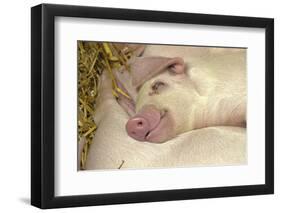 Domestic Pig, Gloucester Old Spot, piglets, sleeping-John Eveson-Framed Photographic Print