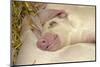 Domestic Pig, Gloucester Old Spot, piglets, sleeping-John Eveson-Mounted Photographic Print