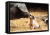 Domestic Pig Haellisches Pig-null-Framed Stretched Canvas