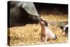 Domestic Pig Haellisches Pig-null-Stretched Canvas