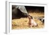 Domestic Pig Haellisches Pig-null-Framed Photographic Print