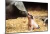 Domestic Pig Haellisches Pig-null-Mounted Photographic Print