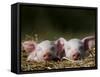 Domestic Pig, Huellhorst, Germany-Thorsten Milse-Framed Stretched Canvas