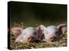 Domestic Pig, Huellhorst, Germany-Thorsten Milse-Stretched Canvas