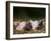 Domestic Pig, Huellhorst, Germany-Thorsten Milse-Framed Photographic Print