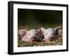 Domestic Pig, Huellhorst, Germany-Thorsten Milse-Framed Photographic Print