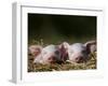 Domestic Pig, Huellhorst, Germany-Thorsten Milse-Framed Photographic Print