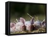 Domestic Pig, Huellhorst, Germany-Thorsten Milse-Framed Stretched Canvas