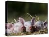 Domestic Pig, Huellhorst, Germany-Thorsten Milse-Stretched Canvas