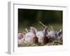 Domestic Pig, Huellhorst, Germany-Thorsten Milse-Framed Photographic Print