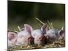 Domestic Pig, Huellhorst, Germany-Thorsten Milse-Mounted Photographic Print