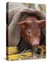 Domestic Pig in Sack, Mixed Breed, USA-Lynn M. Stone-Stretched Canvas