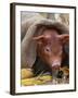 Domestic Pig in Sack, Mixed Breed, USA-Lynn M. Stone-Framed Photographic Print