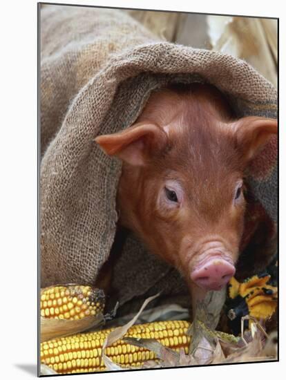 Domestic Pig in Sack, Mixed Breed, USA-Lynn M. Stone-Mounted Photographic Print