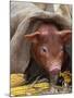 Domestic Pig in Sack, Mixed Breed, USA-Lynn M. Stone-Mounted Photographic Print