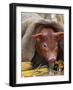 Domestic Pig in Sack, Mixed Breed, USA-Lynn M. Stone-Framed Photographic Print