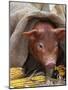 Domestic Pig in Sack, Mixed Breed, USA-Lynn M. Stone-Mounted Photographic Print