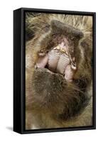 Domestic Pig, Kune Kune, close-up of open mouth-David Hosking-Framed Stretched Canvas