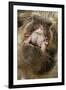 Domestic Pig, Kune Kune, close-up of open mouth-David Hosking-Framed Photographic Print