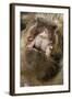 Domestic Pig, Kune Kune, close-up of open mouth-David Hosking-Framed Photographic Print