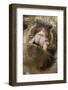 Domestic Pig, Kune Kune, close-up of open mouth-David Hosking-Framed Photographic Print