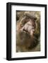 Domestic Pig, Kune Kune, close-up of open mouth-David Hosking-Framed Photographic Print