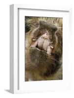 Domestic Pig, Kune Kune, close-up of open mouth-David Hosking-Framed Photographic Print