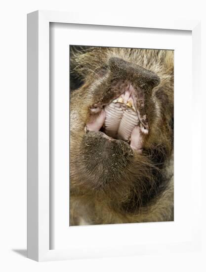 Domestic Pig, Kune Kune, close-up of open mouth-David Hosking-Framed Photographic Print