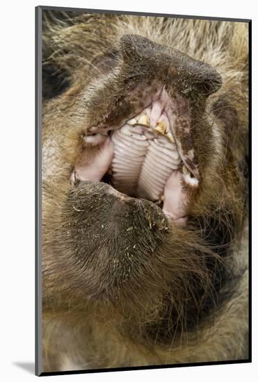Domestic Pig, Kune Kune, close-up of open mouth-David Hosking-Mounted Photographic Print