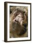 Domestic Pig, Kune Kune, close-up of open mouth-David Hosking-Framed Photographic Print