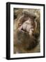 Domestic Pig, Kune Kune, close-up of open mouth-David Hosking-Framed Photographic Print