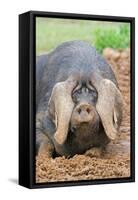 Domestic Pig, Large Black, free-range sow, close-up of head-Paul Sawer-Framed Stretched Canvas