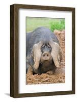 Domestic Pig, Large Black, free-range sow, close-up of head-Paul Sawer-Framed Photographic Print