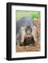 Domestic Pig, Large Black, free-range sow, close-up of head-Paul Sawer-Framed Photographic Print