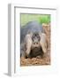 Domestic Pig, Large Black, free-range sow, close-up of head-Paul Sawer-Framed Photographic Print