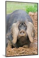 Domestic Pig, Large Black, free-range sow, close-up of head-Paul Sawer-Mounted Photographic Print