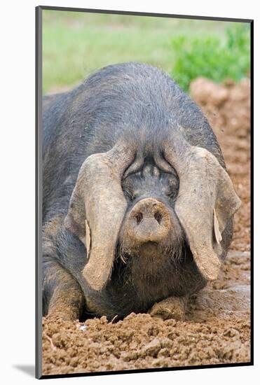 Domestic Pig, Large Black, free-range sow, close-up of head-Paul Sawer-Mounted Photographic Print