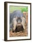 Domestic Pig, Large Black, free-range sow, close-up of head-Paul Sawer-Framed Photographic Print
