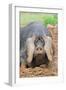 Domestic Pig, Large Black, free-range sow, close-up of head-Paul Sawer-Framed Photographic Print