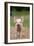 Domestic Pig, Large White x Landrace x Duroc, freerange piglet, standing-Paul Sawer-Framed Photographic Print