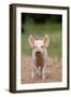 Domestic Pig, Large White x Landrace x Duroc, freerange piglet, standing-Paul Sawer-Framed Photographic Print