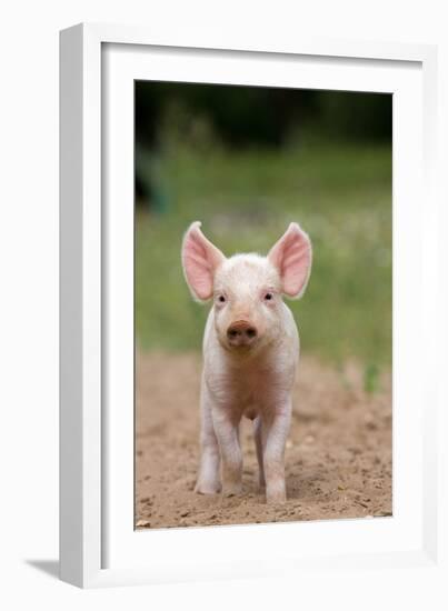 Domestic Pig, Large White x Landrace x Duroc, freerange piglet, standing-Paul Sawer-Framed Photographic Print