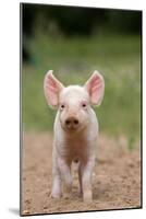 Domestic Pig, Large White x Landrace x Duroc, freerange piglet, standing-Paul Sawer-Mounted Photographic Print