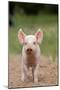 Domestic Pig, Large White x Landrace x Duroc, freerange piglet, standing-Paul Sawer-Mounted Photographic Print