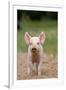 Domestic Pig, Large White x Landrace x Duroc, freerange piglet, standing-Paul Sawer-Framed Photographic Print