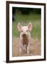 Domestic Pig, Large White x Landrace x Duroc, freerange piglet, standing-Paul Sawer-Framed Photographic Print