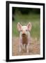 Domestic Pig, Large White x Landrace x Duroc, freerange piglet, standing-Paul Sawer-Framed Photographic Print