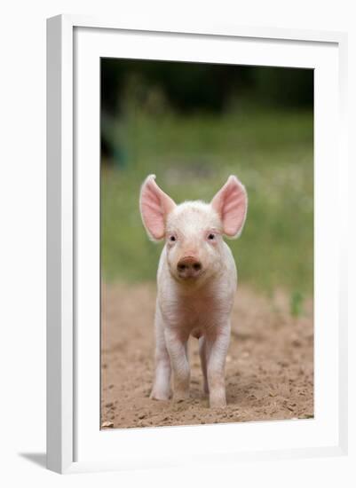 Domestic Pig, Large White x Landrace x Duroc, freerange piglet, standing-Paul Sawer-Framed Photographic Print